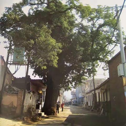 七律三首   咏古槐   魏周全/文