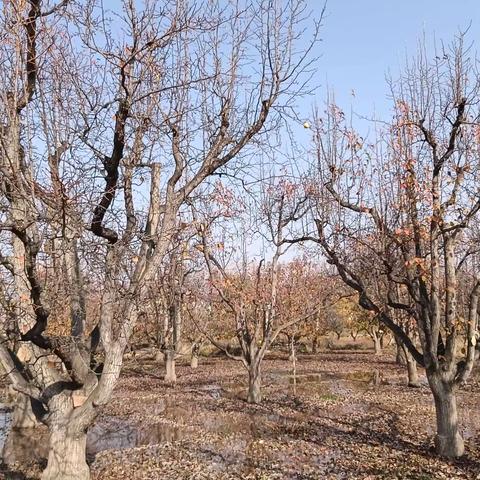 七绝五首  原创  魏周全/文