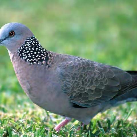 一对斑鸠的自述