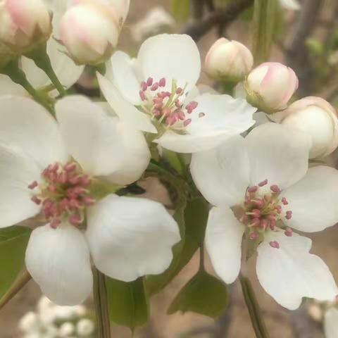 春日梨花开，自驾赏花来，放松又开心，留影嗨嗨嗨！