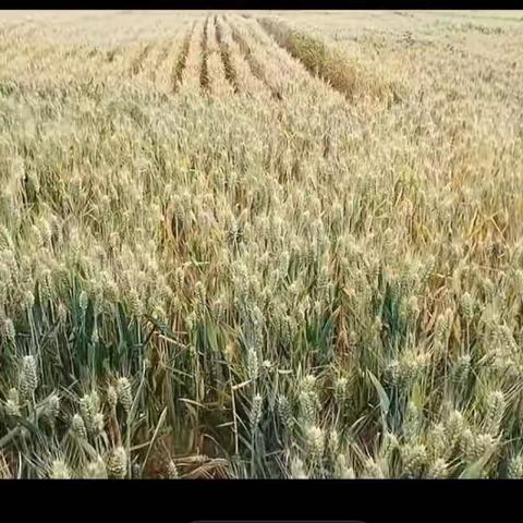 又是一年丰收季