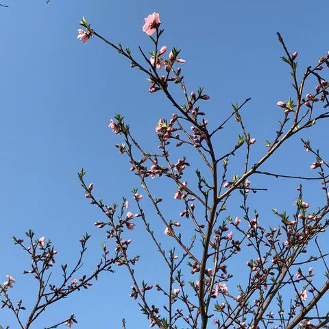 春暖花开时