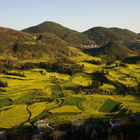 各种姿态的油菜花