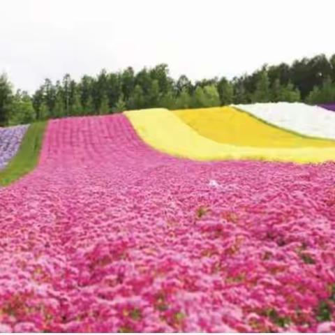 邂逅金沙湾10米亚洲巨象空降宁夏，千亩花海、百种美食、烤全羊、百米蛋糕等您来！