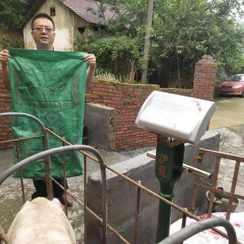 发酵饲料好处多——猪饲料中使用部分发酵饲料效果好，即使传统的简易猪舍也能够养出好猪