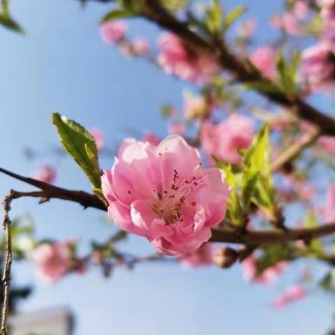 钱庄幼儿园大二班班本课程--🌸点时间，寻找春天。