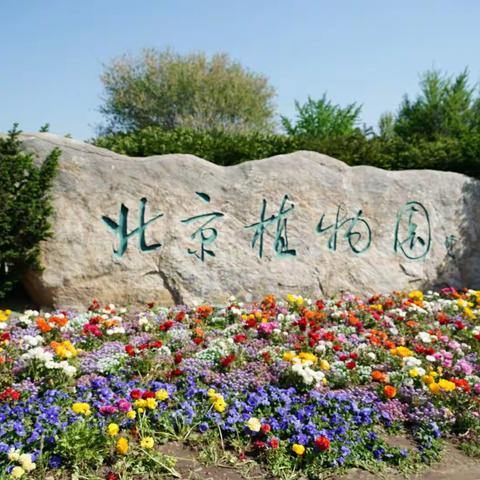 北京植物园学拍花卉