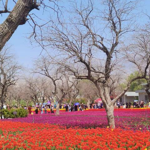 流年花语