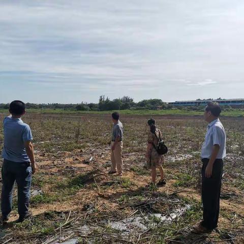 联合调查水稻晚造和基地选址工作