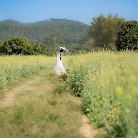 五彩油菜花