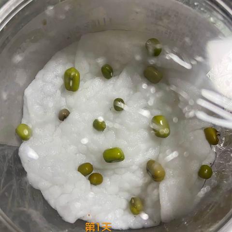 观察小豆芽的七天日记