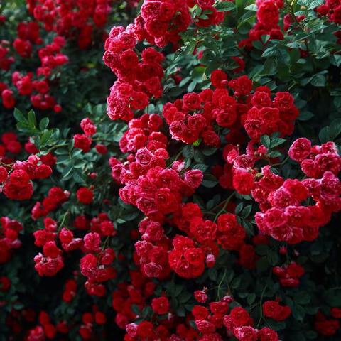 带着24-70镜头看小花