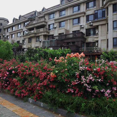 美丽的小区、花的世界