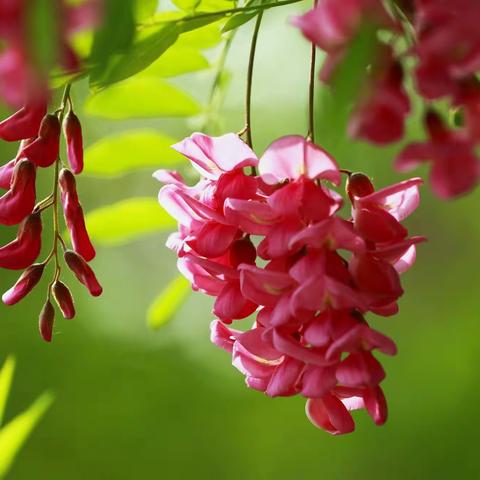 山郊野外长刺的树开花--紫槐花