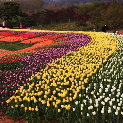 英歌石的老头你这样做要干嘛？