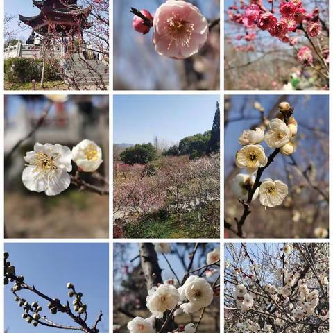 春意盎然游梅山，观景赏花悦心田。