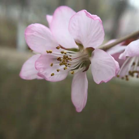 桃花时节拍桃花