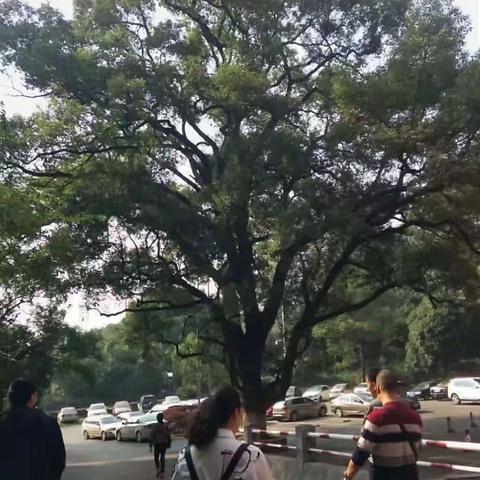 岳麓山下徜徉美景 湖南师大浸润灵魂