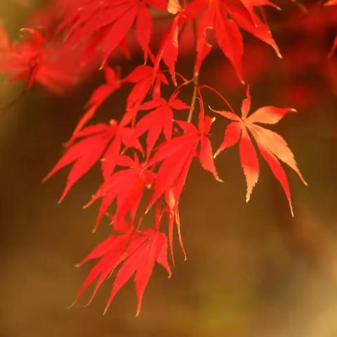 秋日里的爬山虎色彩鲜艳夺目