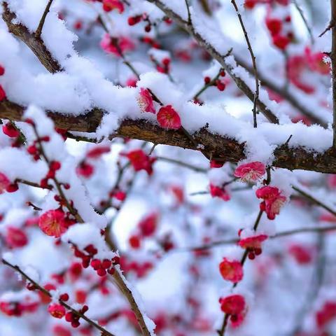 雪挂枝头点点红