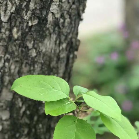 老树新枝映翠薇