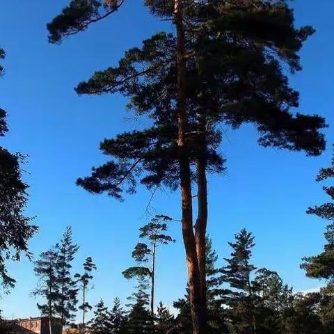 长白池北行