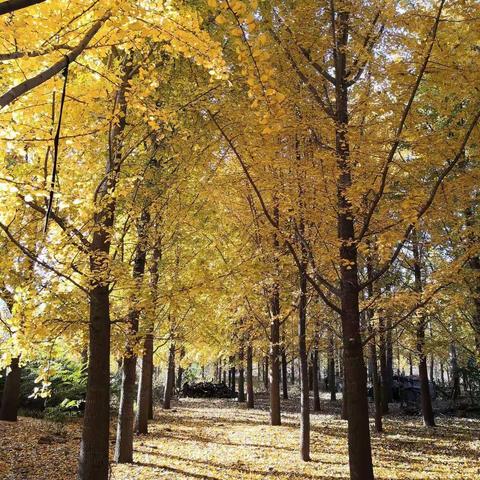 2020--2021学年度高一上学期期中测试表彰