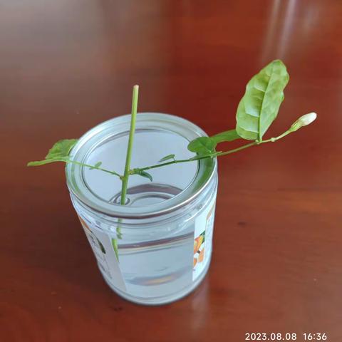 送你一缕茉莉花香
