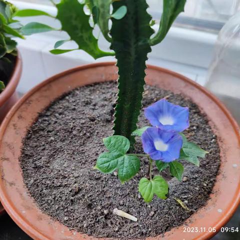 从懂得权变的牵牛花想到的