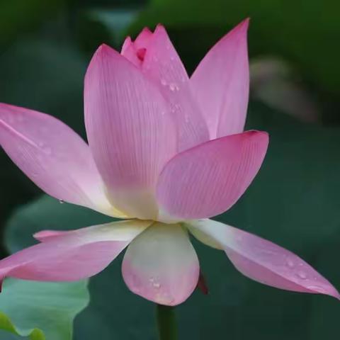 今天我生日！🌹 2022.1.31 除夕 韩 含