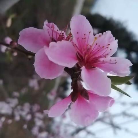 又见桃花！🌸🌸🌸2022.3.17 壬寅.二.十五紫气东来 老子生日 雨谷.青石