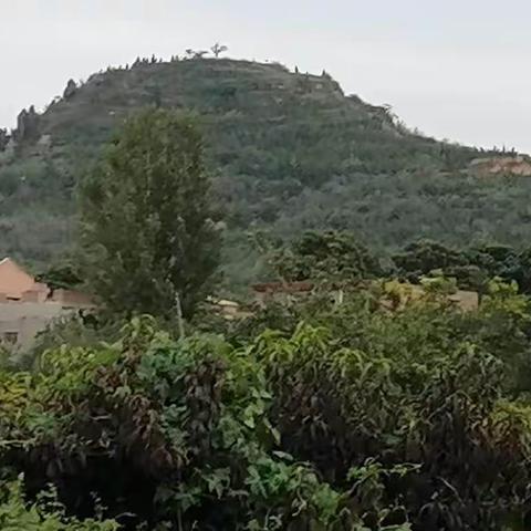 留村王家坡 小马儿 石头儿