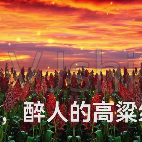 醉人的高粱红了