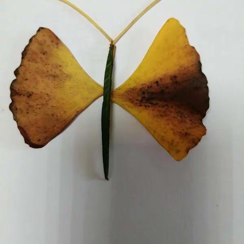 ✨周末综合实践作业三✨:树叶贴画