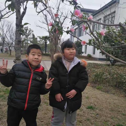 第一朵杏花
