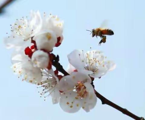 蜂飞花间