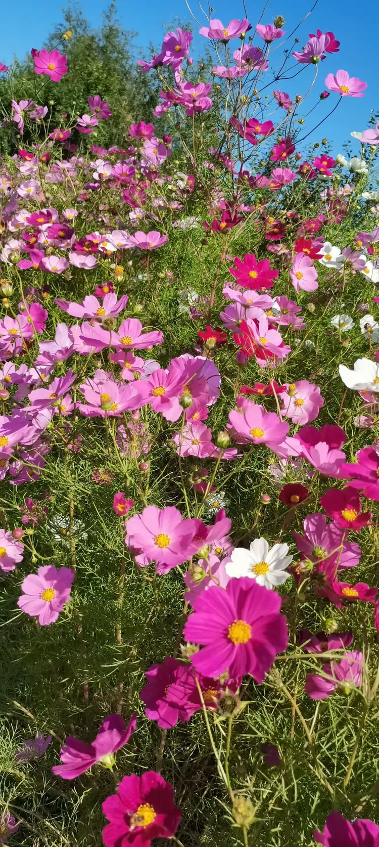 路边的扫帚梅随手拍