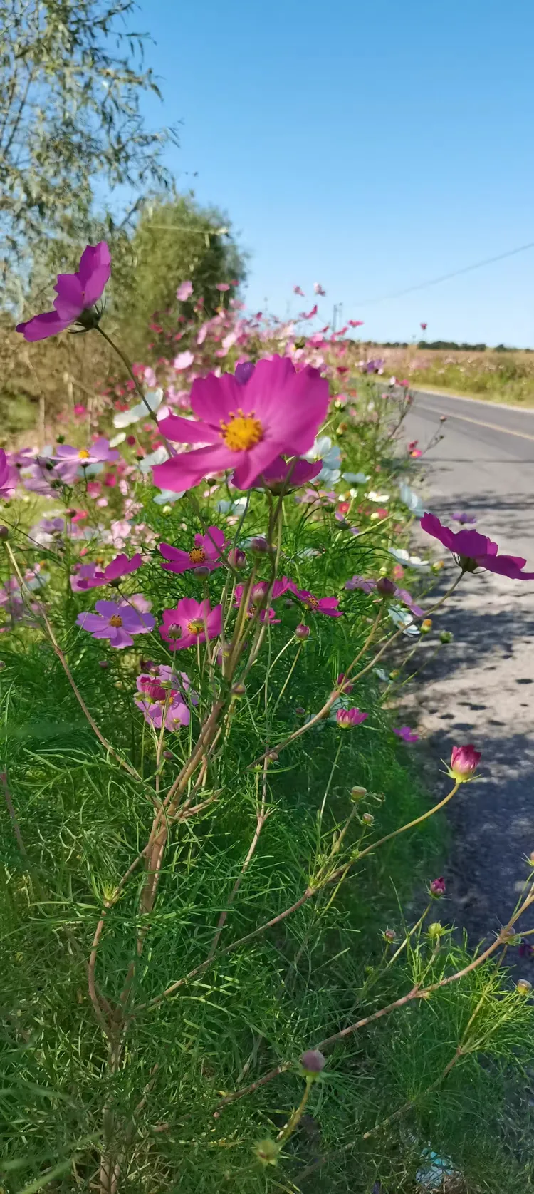 路边的扫帚梅随手拍