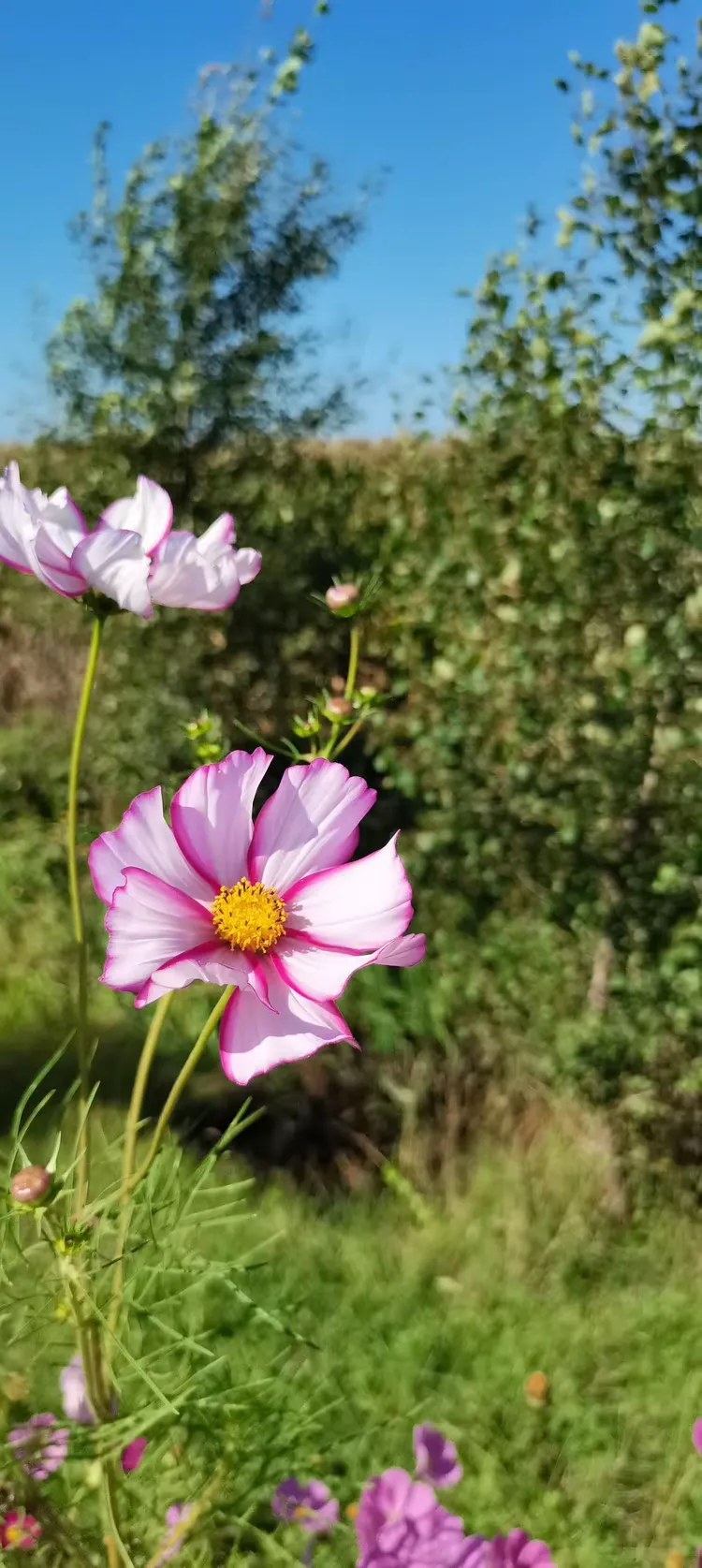 路边的扫帚梅随手拍