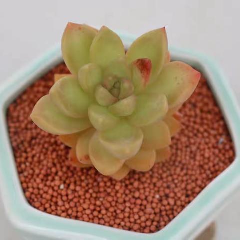 清明节，万象花卉，看多肉植物！