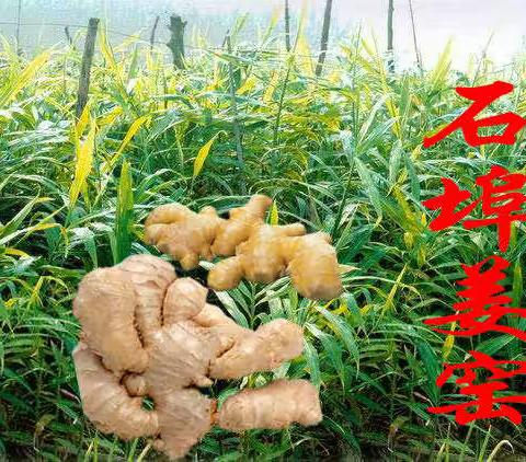 潍坊市昌邑市石埠镇大姜基地姜窑招商