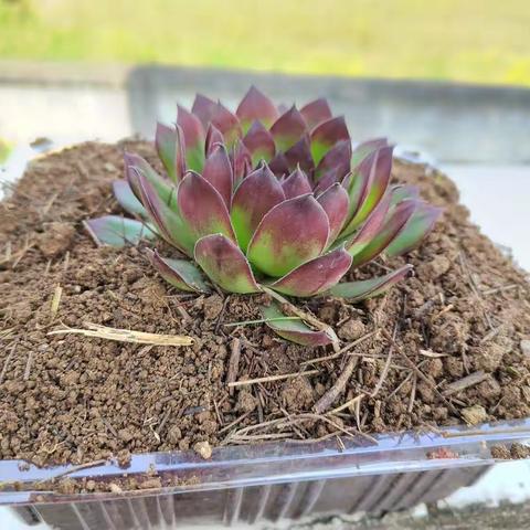 守候一生的美篇