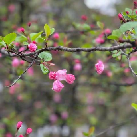 江滨小学四（3）笋芽中队——植树节篇