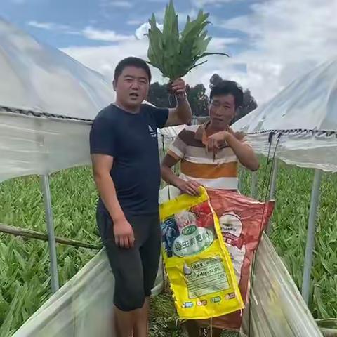 乐艺多®抗乐维 硫镁氮肥2021.09.09田间回访