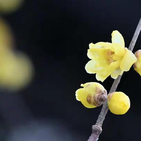 浅染春前一样黄