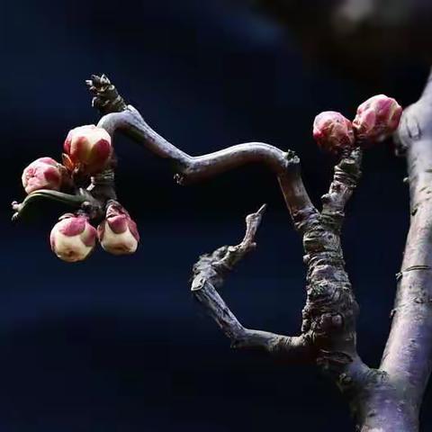 梅中极品——龙游梅