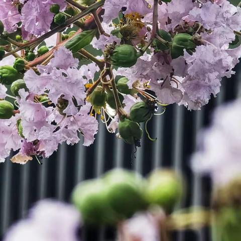 风情万种紫薇花