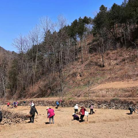 君子涧村天麻基地种植忙