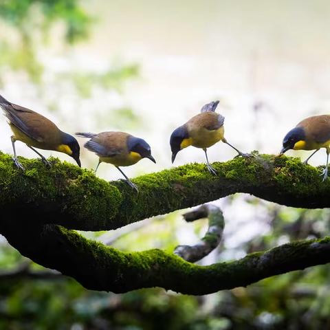 黄喉噪鹛——消失百年的神秘精灵
