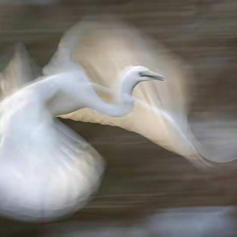 白鹭曼若凌空舞